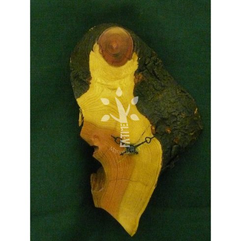 Lepényfa óra (04_405)