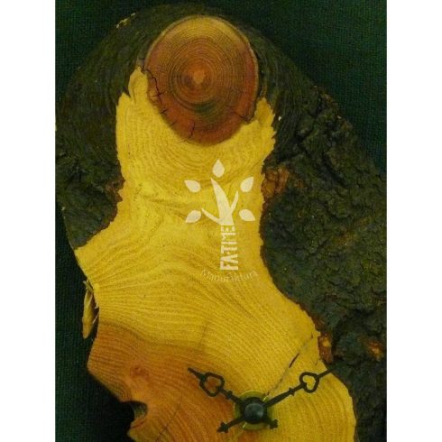 Lepényfa óra (04_405)