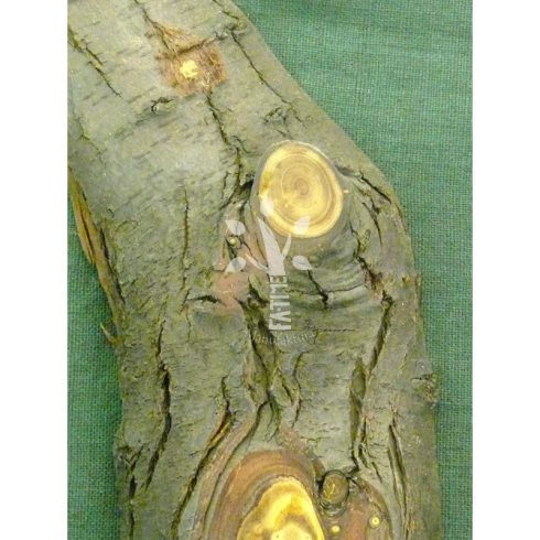 Ezüstfa óra (04_650)