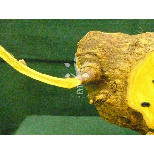 Juharfa óra (06_518)