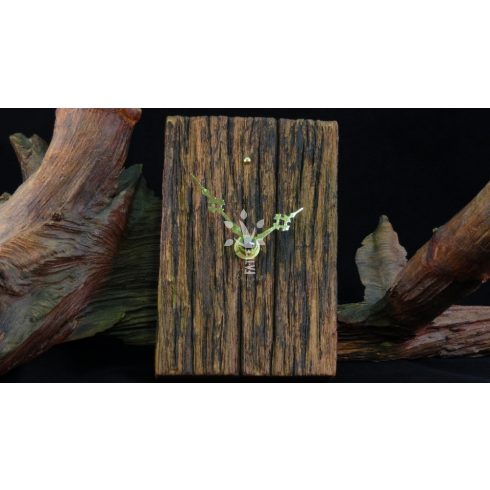 Rusztikus aztali-falióra öreg akácfából (BA_19-067)